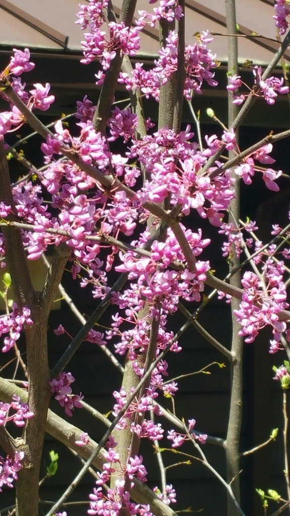 eastern redbud from Grayson County, USKY, US on April 28, 2018 at 01