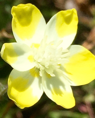 Platystemon californicus