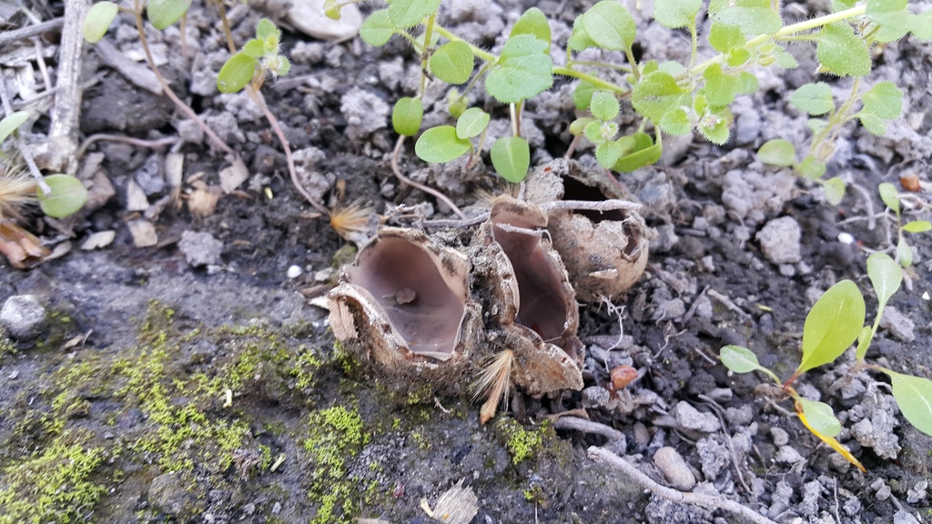 Geopora foliacea