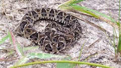 Bothrops neuwiedi