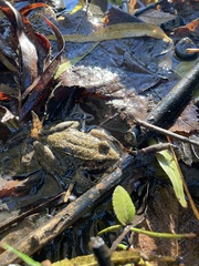 Lithobates clamitans