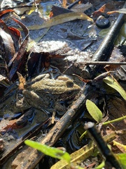 Lithobates clamitans