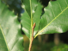 Quercus chenii
