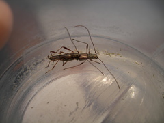 Austronecydalopsis curkovici