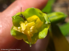 Phaedranassa viridiflora