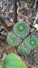 Mammillaria karwinskiana