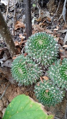 Mammillaria karwinskiana