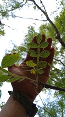 Bursera glabrifolia
