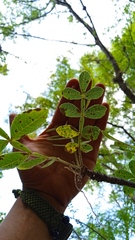 Bursera glabrifolia