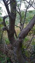 Bursera glabrifolia