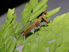 Campion tenuistrigus