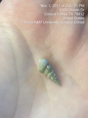 Cerithideopsis scalariformis