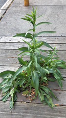 Solidago sempervirens