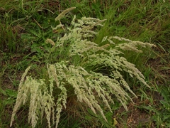 Beckmannia syzigachne