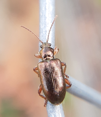 Red Aquatic Leaf Beetle photo 4