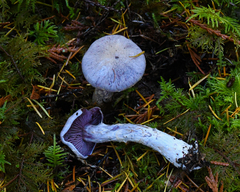 Cortinarius camphoratus