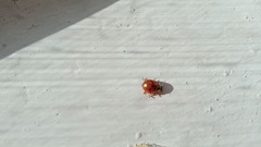 Harmonia axyridis