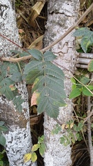 Bursera glabrifolia