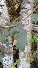 Bursera glabrifolia