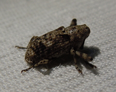 Gasterocercus depressirostris