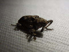 Gasterocercus depressirostris