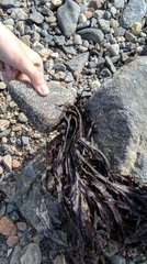 Fucus serratus