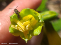 Phaedranassa viridiflora