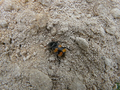 Nicrophorus interruptus