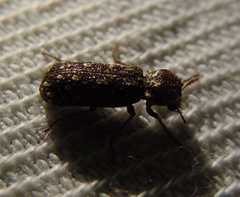 Lichenophanes varius