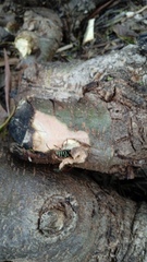 Placosternus erythropus