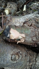 Placosternus erythropus