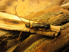 Callisphyris molorchoides