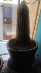 Cephalocereus polylophus