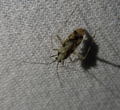 Phytocoris tiliae