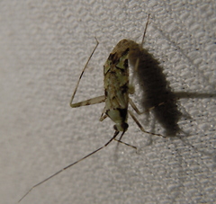 Phytocoris tiliae