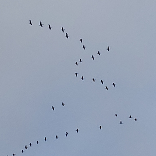 Sandhill Crane photographed in Kansas
