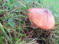 Suillus