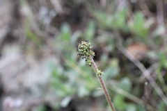 Acaena pinnatifida californica