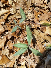 Lonicera sempervirens
