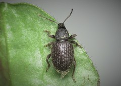 Otiorhynchus rugosostriatus