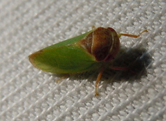 Iassus lanio