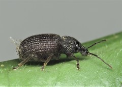 Otiorhynchus rugosostriatus