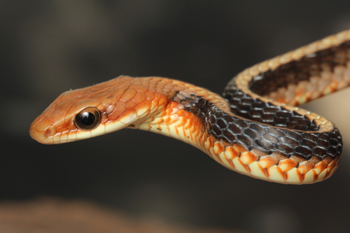Southeast Brazilian Sipo