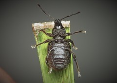 Otiorhynchus rugosostriatus