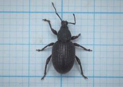 Otiorhynchus rugosostriatus