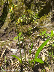 Phaedranassa viridiflora