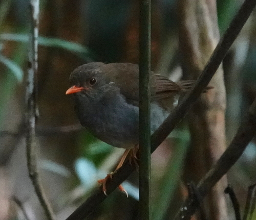 Orange-billed Nightingale-Thrush (Catharus aurantiirostris), photo 9