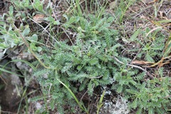 Acaena pinnatifida californica
