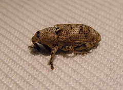Gasterocercus depressirostris