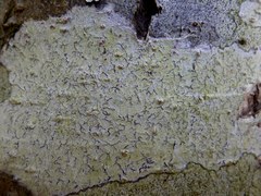 Phaeographis dendritica